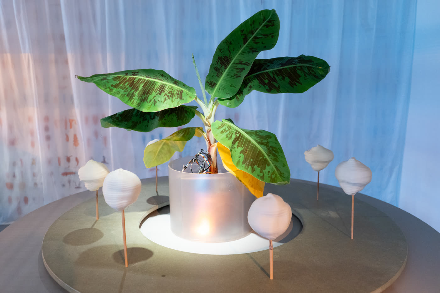 Plant Data Worlds: a banana plant on a round table surrounded by small white sculptures