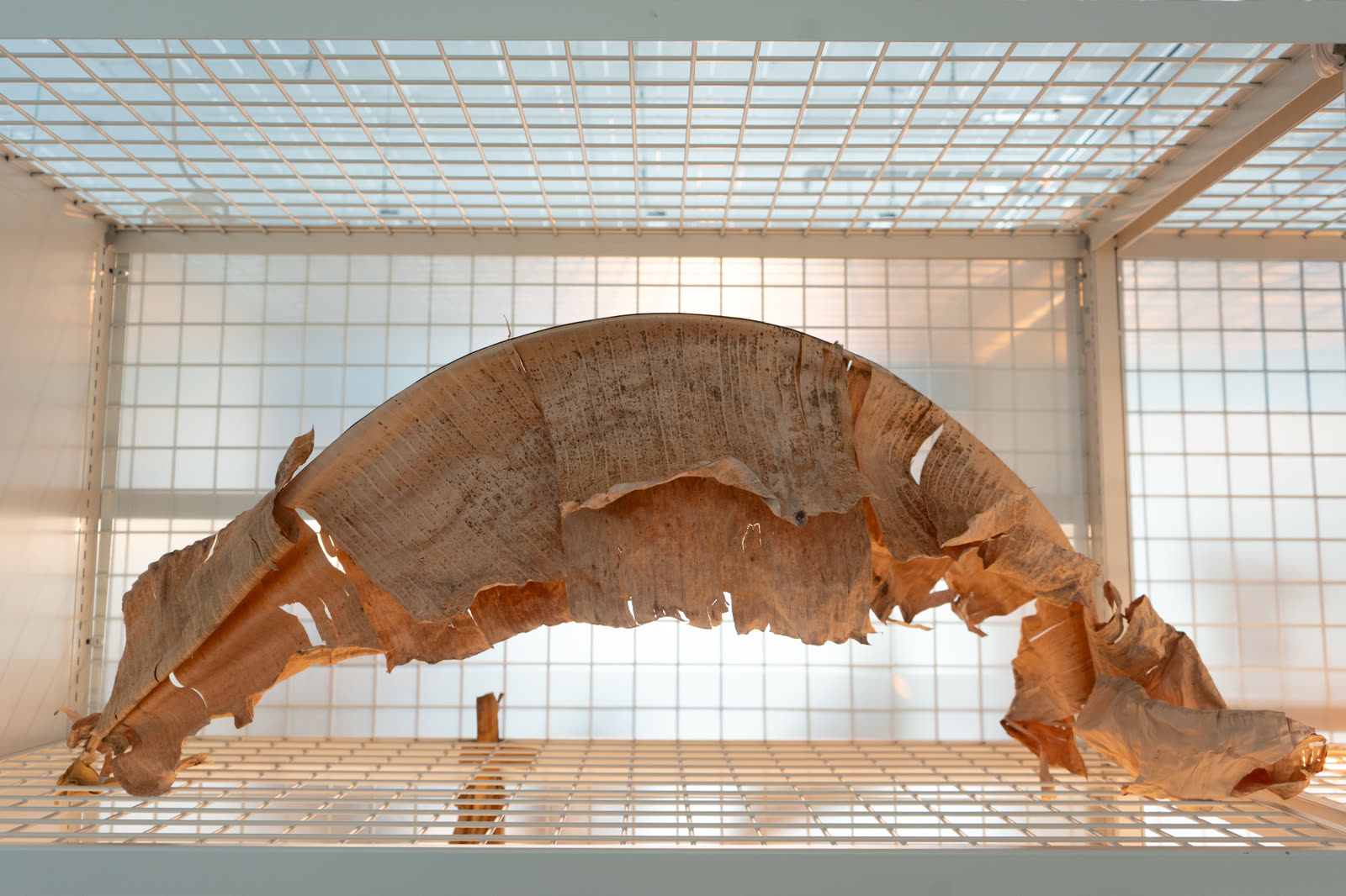 An arching dried leaf in a vitrine