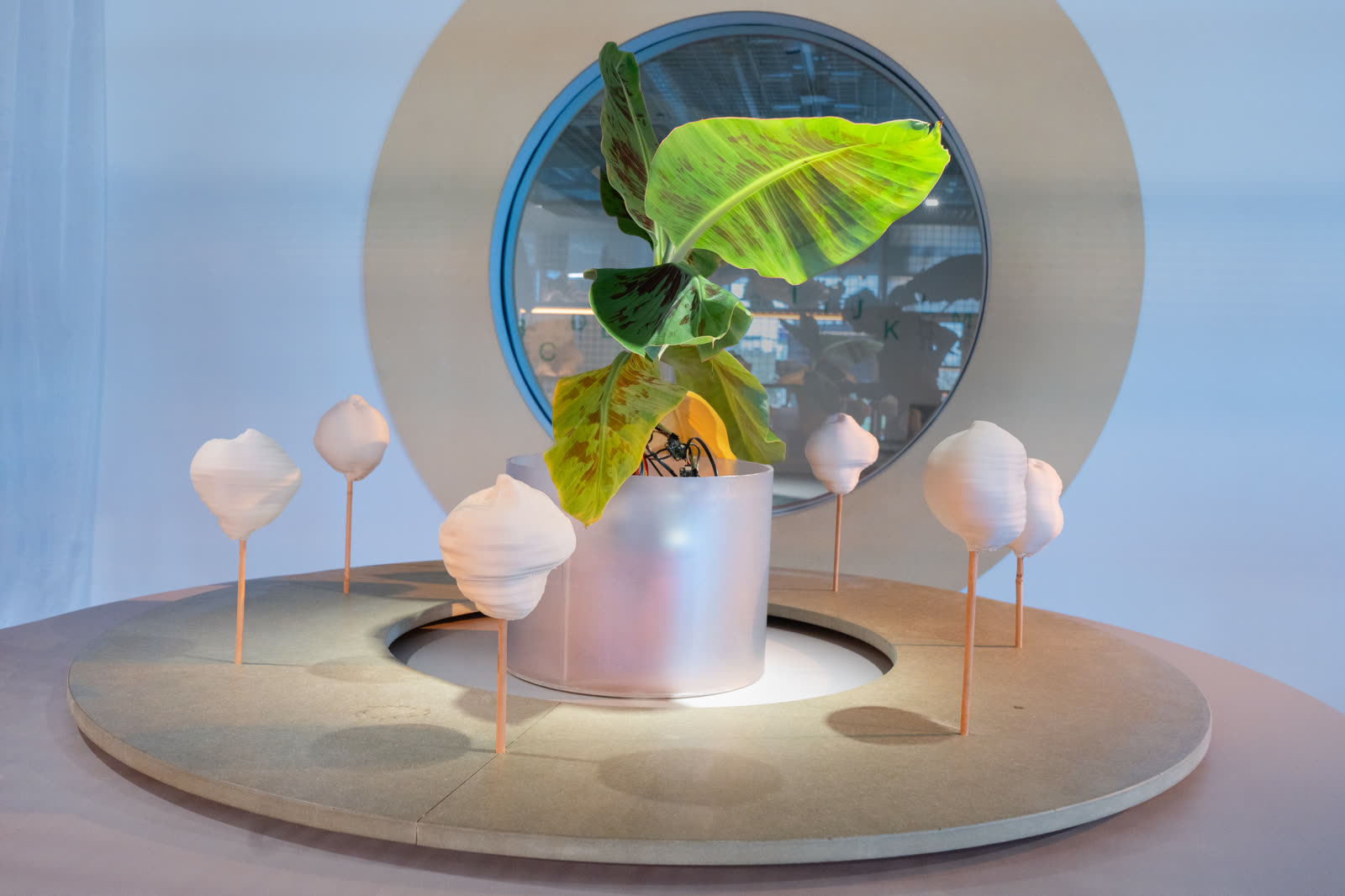 The banana plant and its sculptures in front of a round mirror