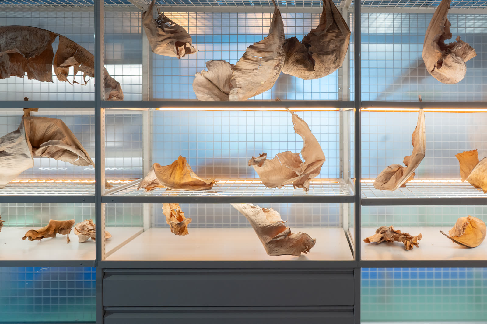 The installation room: vitrines of dried banana leaves and the table of data sculptures around a banana plant
