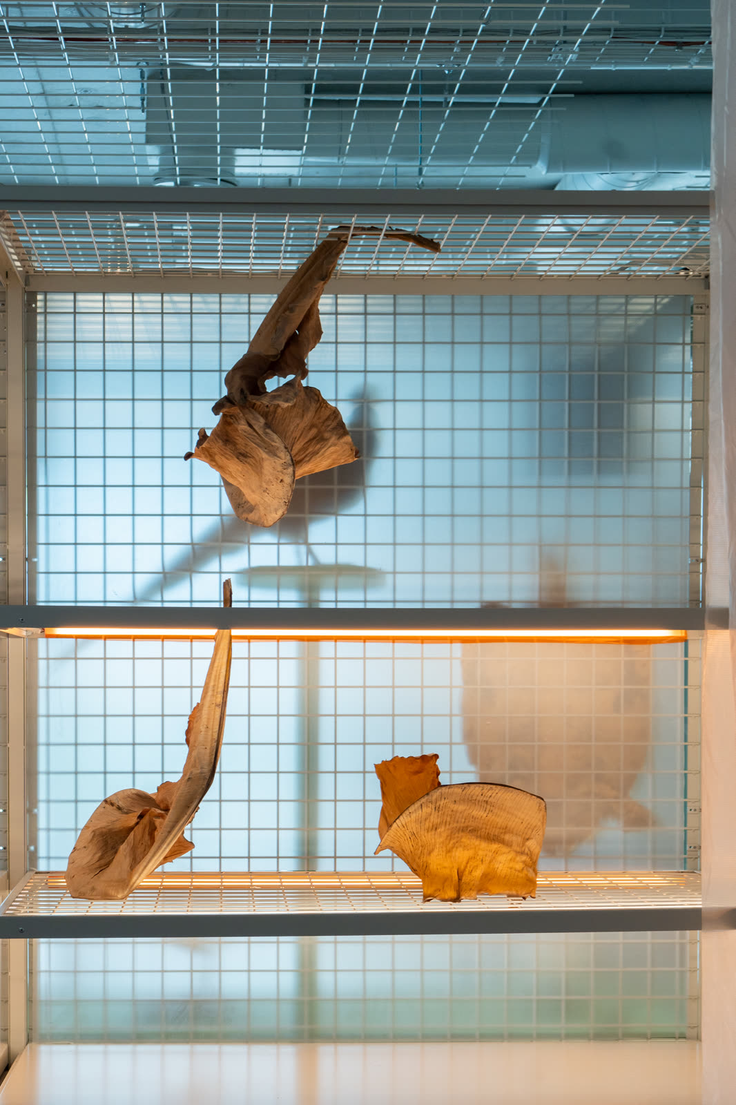 Dried banana leaves in a mesh vitrine